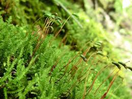 Attēlu rezultāti vaicājumam “Palustriella commutata”