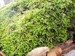 Attēlu rezultāti vaicājumam “Eurhynchiastrum pulchellum”