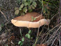 Attēlu rezultāti vaicājumam “Lycogala asperum young”