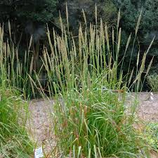 Attēlu rezultāti vaicājumam “Trichia flavicoma stalked”