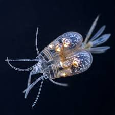 Attēlu rezultāti vaicājumam “Chaetophora pisiformis”