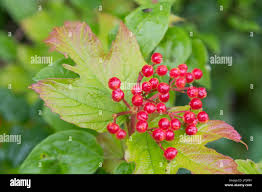 Attēlu rezultāti vaicājumam “Viburnum opulus fruit”