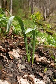 Attēlu rezultāti vaicājumam “Gagea lutea bud”