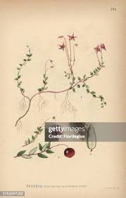 Attēlu rezultāti vaicājumam “Oxycoccus palustris flower”