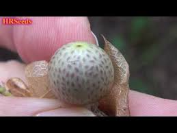 Attēlu rezultāti vaicājumam “Nicandra physalodes fruit”
