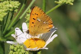 Attēlu rezultāti vaicājumam “Lycaena virgaureae female”