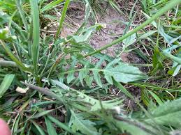 Attēlu rezultāti vaicājumam “Capsella bursa-pastoris leaf”