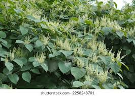 Attēlu rezultāti vaicājumam “Reynoutria sachalinensis leaf”