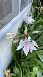 Image result for beladona