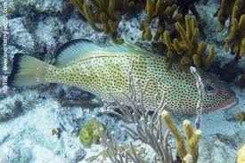 Image result for Epinephelus guttatus
