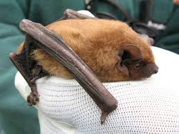 Attēlu rezultāti vaicājumam “Nyctalus noctula”