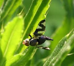 Attēlu rezultāti vaicājumam “Urophora cardui”