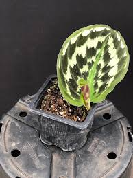 Attēlu rezultāti vaicājumam “Comatricha elegans stalked”