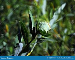 Attēlu rezultāti vaicājumam “Rhabdophaga rosaria”