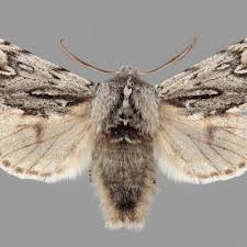 Attēlu rezultāti vaicājumam “Brachionycha nubeculosa”