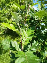 Attēlu rezultāti vaicājumam “Sorbus hybrida”