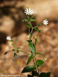 Attēlu rezultāti vaicājumam “Cerastium sylvaticum”