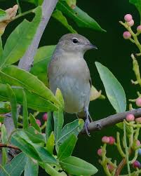 Attēlu rezultāti vaicājumam “Sylvia borin”
