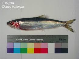 Image result for Clupea harengus