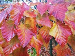 Attēlu rezultāti vaicājumam “Acer rufinerve flower”