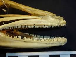 Image result for Conger conger