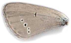 Attēlu rezultāti vaicājumam “Cupido minimus underside”