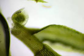 Attēlu rezultāti vaicājumam “Philonotis marchica macro”