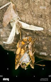 Attēlu rezultāti vaicājumam “Apatura ilia female”