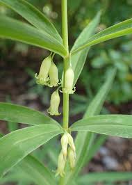 Attēlu rezultāti vaicājumam “Polygonatum verticillatum”