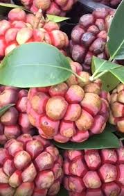 Attēlu rezultāti vaicājumam “Carex diandra fruit”