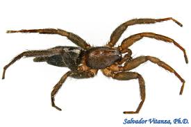 Attēlu rezultāti vaicājumam “Gnaphosidae”