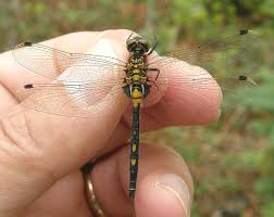 Attēlu rezultāti vaicājumam “Leucorrhinia dubia male”