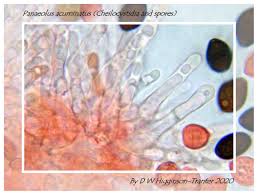Attēlu rezultāti vaicājumam “Lycogala confusum young”