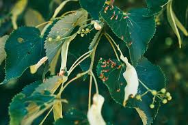 Attēlu rezultāti vaicājumam “Eriophyes tiliae”