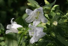 Attēlu rezultāti vaicājumam “Campanula trachelium bud”