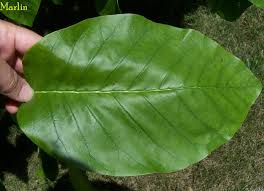 Attēlu rezultāti vaicājumam “Magnolia acuminata leaf”