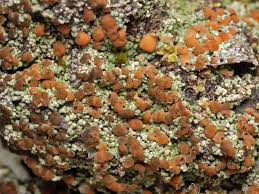 Attēlu rezultāti vaicājumam “Biatora sphaeroides”