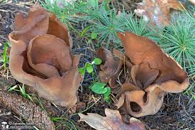 Attēlu rezultāti vaicājumam “Otidea bufonia”