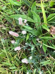 Attēlu rezultāti vaicājumam “Trifolium arvense leaf”