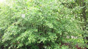 Attēlu rezultāti vaicājumam “Amelanchier spicata”