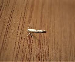 Attēlu rezultāti vaicājumam “Argyresthia semifusca”