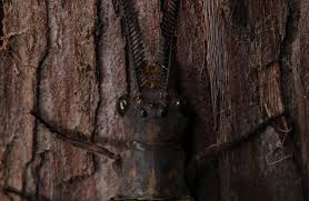 Attēlu rezultāti vaicājumam “Claustria didermoides macro”