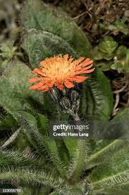 Image result for Hieracium aurantiacum