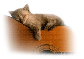 Image result for Cat sleeping in guitar