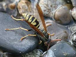 Image result for East Kilbride Wasps