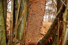 Attēlu rezultāti vaicājumam “Hymenochaete tabacina”