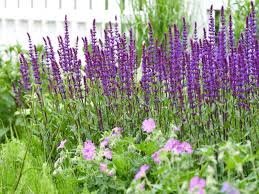 Image result for Salbei