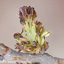 Attēlu rezultāti vaicājumam “Fraxinus pennsylvanica male flower”