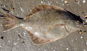 Image result for Platichthys flesus