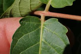 Attēlu rezultāti vaicājumam “Festuca altissima leaf”